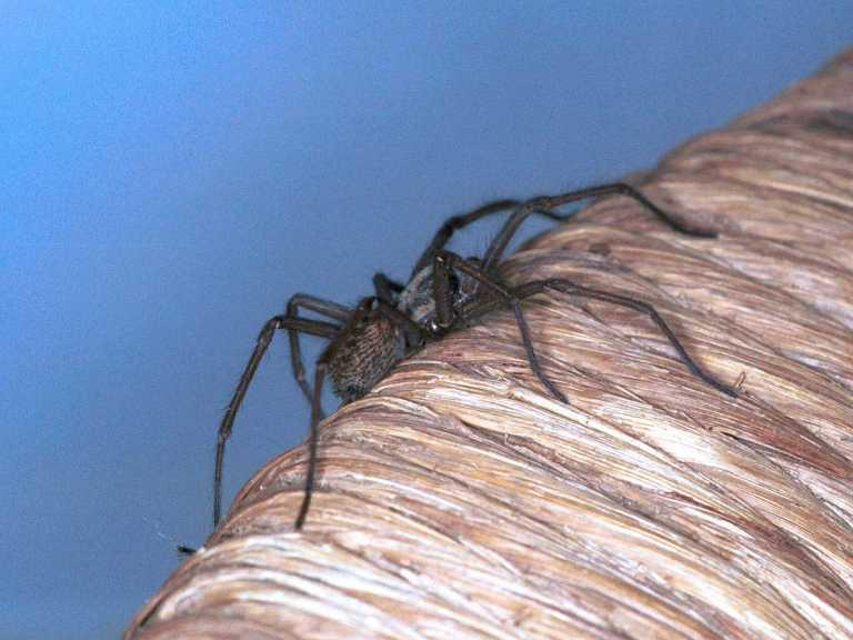 Tegenaria_parietina_F1741_Z_81_Les Gris_Frankrijk.jpg